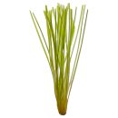 (image for) Pisces Live Plant Bunch Vallisneria Thin