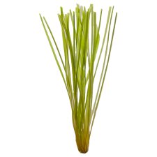 (image for) Pisces Live Plant Bunch Vallisneria Thin