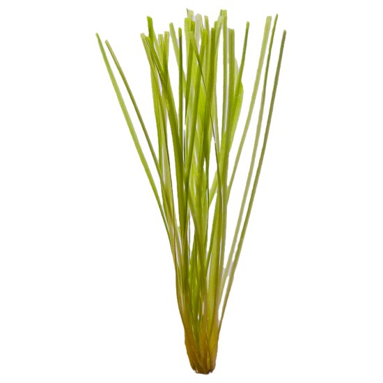 (image for) Pisces Live Plant Bunch Vallisneria Thin - Click Image to Close