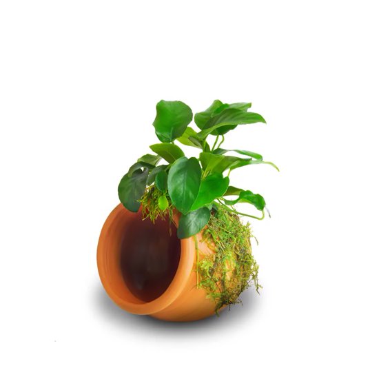 (image for) Pisces Live Plant Terracotta Urns Small - Click Image to Close