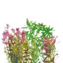(image for) Pisces Live Plant Bunch Assorted Tropical Water