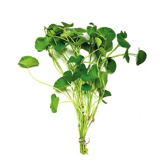 (image for) Pisces Live Plant Bunch Giant Cardamine - Click Image to Close