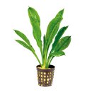 (image for) Pisces Live Plant Pots 5cm Tropica