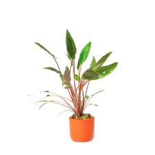 (image for) Pisces Live Plant Terracotta Pots 3cm Assorted Crypts