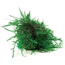 (image for) Pisces Live Plant Fontinalis Ball Small