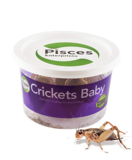 (image for) Pisces Live Crickets Baby Bulk Approx 4000 - Click Image to Close