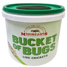 (image for) MiniBeasts Crickets Medium Bucket Approx 200