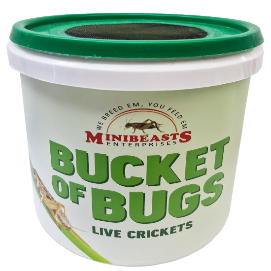 (image for) MiniBeasts Crickets Medium Bucket Approx 200 - Click Image to Close