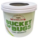 (image for) MiniBeasts Live Crickets Large Bucket Approx 140