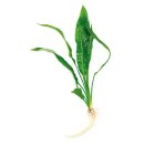 (image for) Pisces Live Plant Amazon Sword Small