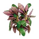 (image for) Pisces Live Plant Bunch Purple Waffle