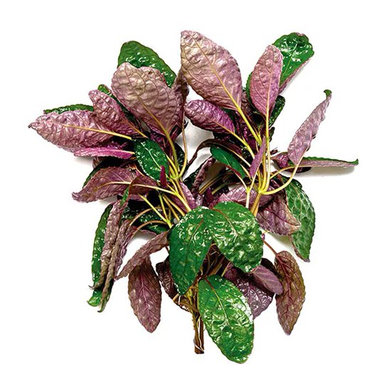 (image for) Pisces Live Plant Bunch Purple Waffle - Click Image to Close