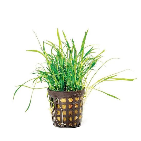 (image for) Pisces Live Plant Pots 5cm Lilaeopsis - Click Image to Close