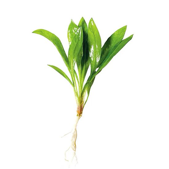 (image for) Pisces Live Plant Echinodorus Grisebachii Small - Click Image to Close