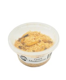 (image for) Pisces Live Giant Mealworms 25g
