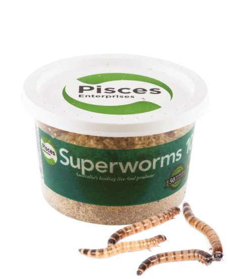 (image for) Pisces Live SuperWorms 100g - Click Image to Close