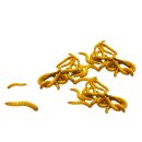 (image for) Pisces Mini Mealworms 1000 pack