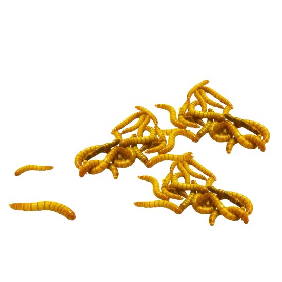 (image for) Pisces Mini Mealworms 1000 pack - Click Image to Close