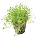 (image for) Pisces Live Plant Pots 5cm Glossostigma