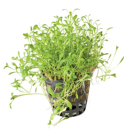 (image for) Pisces Live Plant Pots 5cm Glossostigma - Click Image to Close