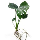 (image for) Live Plants Monstera Water Adapted