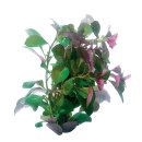 (image for) Pisces Live Plant Bunch Ludwigia