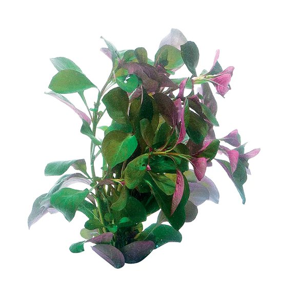 (image for) Pisces Live Plant Bunch Ludwigia - Click Image to Close