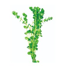(image for) Pisces Live Plant Bunch Green Pennywort