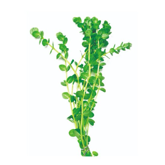 (image for) Pisces Live Plant Bunch Green Pennywort - Click Image to Close