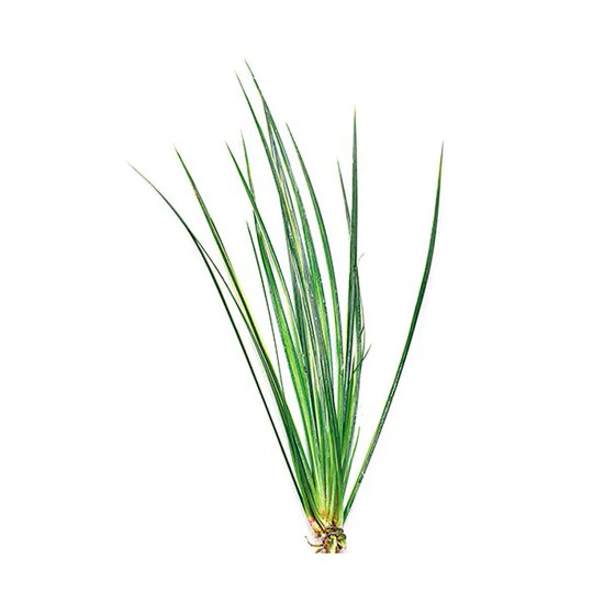 (image for) Pisces Live Plant Bunch Variegrated Rush - Click Image to Close