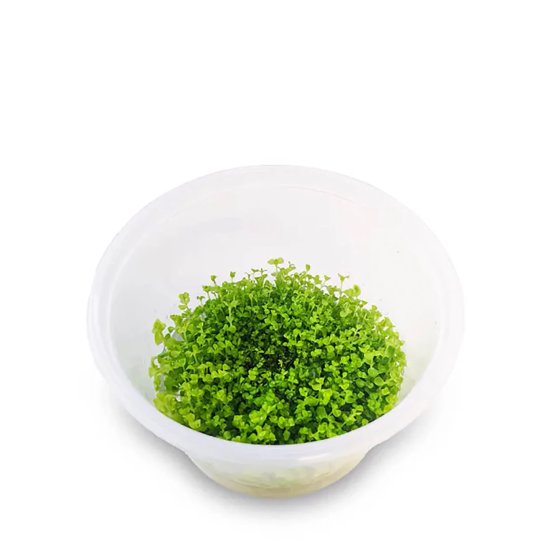 (image for) Pisces Live Plant Pots 5cm Takashi Carpet - Click Image to Close