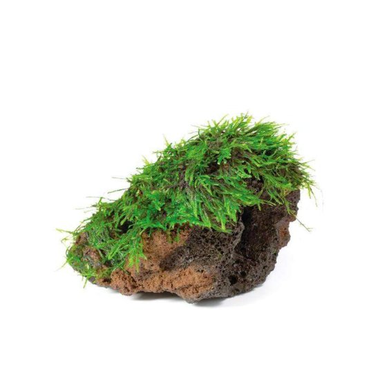 (image for) Pisces Live Plant Fontinalis on Rock - Click Image to Close