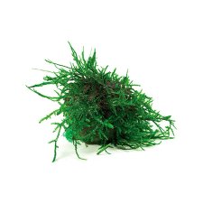 (image for) Pisces Live Plant Riccia Topiary Balls