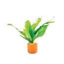 (image for) Pisces Live Plant Terracotta Pots 3cm Microsorium