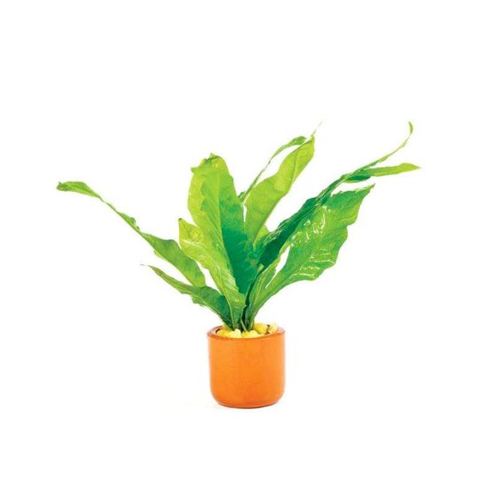 (image for) Pisces Live Plant Terracotta Pots 3cm Microsorium - Click Image to Close