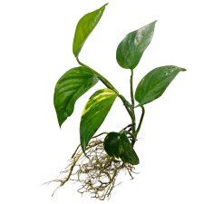 (image for) Live Plant Pothos Water adapted