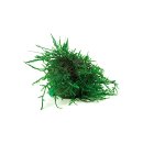 (image for) Pisces Live Plant Ball Fontinalis Topiary