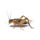 (image for) Pisces Live Crickets Medium Tub Value Pack