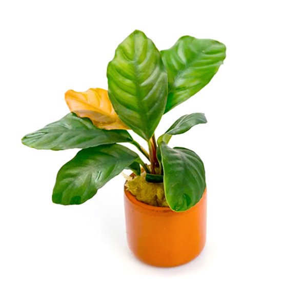 (image for) Pisces Live Plant Terracotta Pots 3cm Assorted Anubias - Click Image to Close