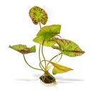 (image for) Pisces Live Plant Green Tiger Lotus