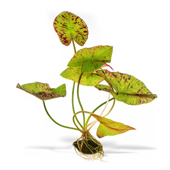 (image for) Pisces Live Plant Green Tiger Lotus - Click Image to Close