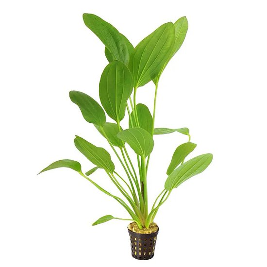 (image for) Pisces Live Plant Pots 5cm Felix - Click Image to Close