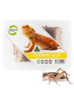 (image for) Pisces Live Crickets Large Tub Approx 25