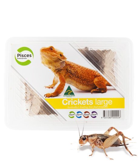 (image for) Pisces Live Crickets Large Tub Approx 25 - Click Image to Close