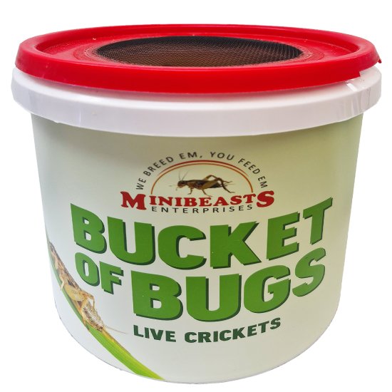 (image for) MiniBeasts Live Crickets Small Bucket Approx 400 - Click Image to Close