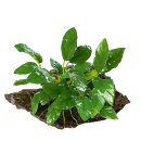 (image for) Pisces Live Plant Driftwood Assorted Anubias Large