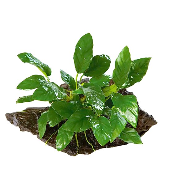 (image for) Pisces Live Plant Driftwood Assorted Anubias Large - Click Image to Close