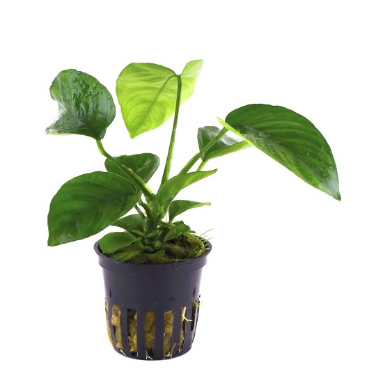 (image for) Pisces Live Plant Pots 5cm Anubias - Click Image to Close