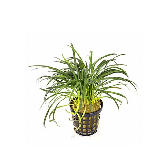 (image for) Pisces Live Plant Pots 5cm Dwarf Pongol - Click Image to Close