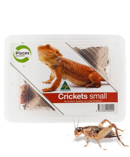 Pisces Live Crickets Small Bulk Approx 1000